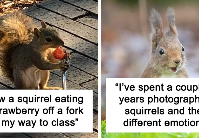 40 Pictures Of Squirrels Doing Cute Squirrel Stuff