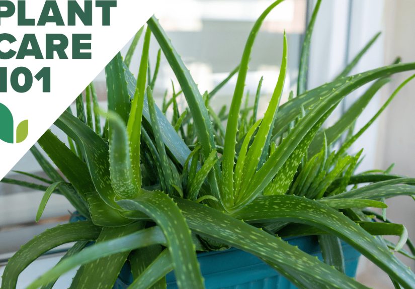 Aloe Vera Plant Care 101 - Bob Vila