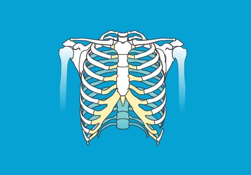 Clavicle Bone Anatomy, Area & Definition