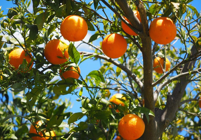 How and When to Fertilize Citrus Trees, According to a Fruit-Growing Expert