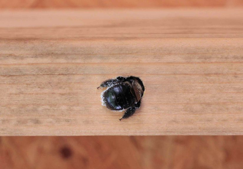 How to Get Rid of Carpenter Bees in Your Home Like a Pro