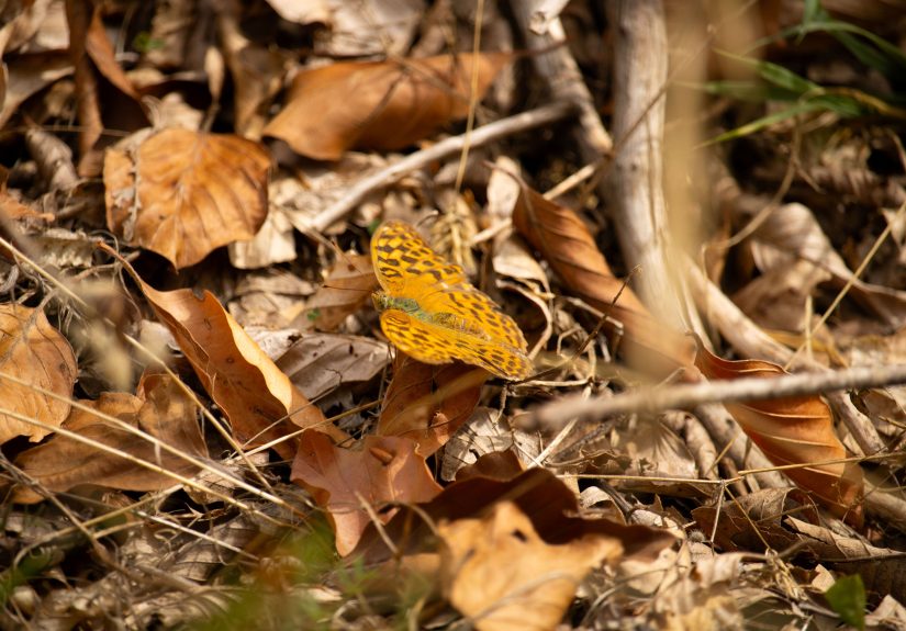 How to Make a Bug Snug for Hibernating Pollinators