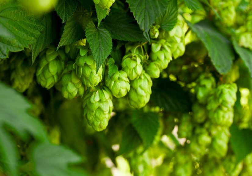 How to Plant and Grow Hops