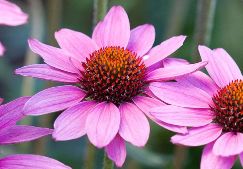 Perennials