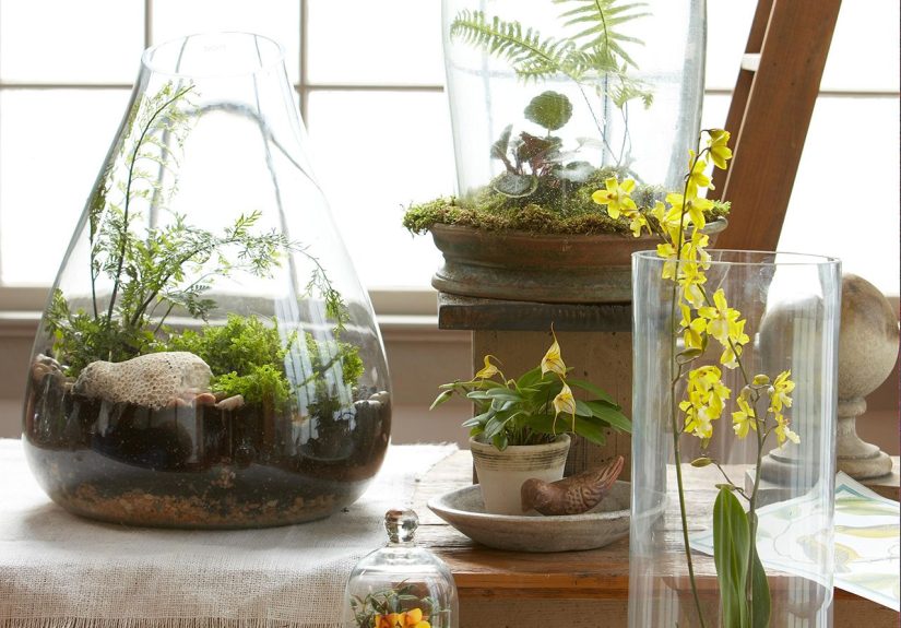 The 12 Best Terrarium Plants to Grow in Your Miniature Garden