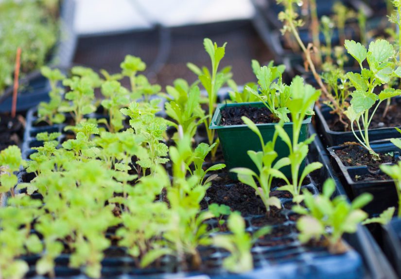 When to Transplant Starter Trays for Healthier Seedlings