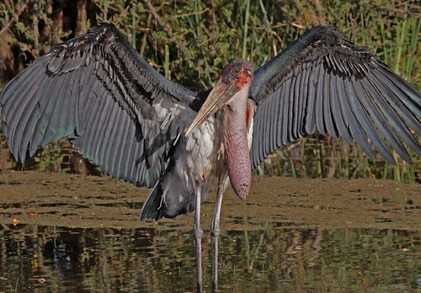 10 Fascinating Facts About Marabou Storks