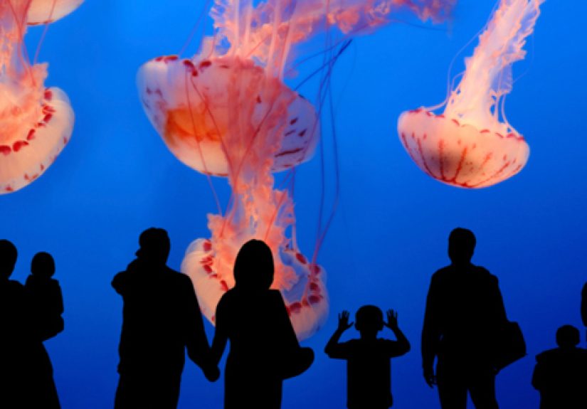 10 Things You Might Run Into While Visiting The Mariana Trench