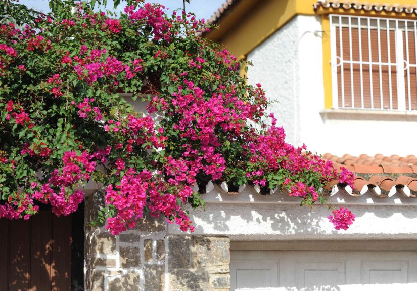 12 Best Perennial Vines to Grow in the Sun