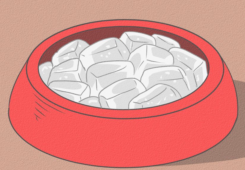 4 Ways to Encourage Your Dog to Sleep in Your Bed
