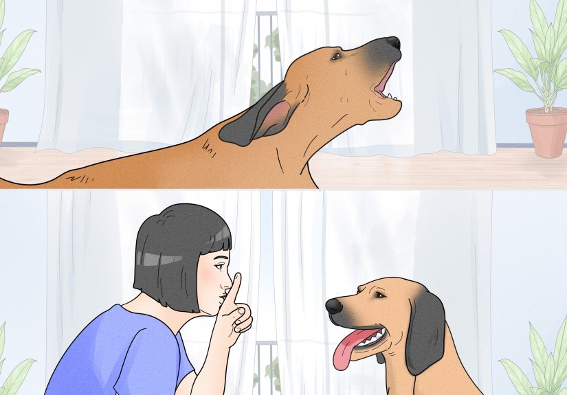 5 Ways to Stop Dogs from Barking at People