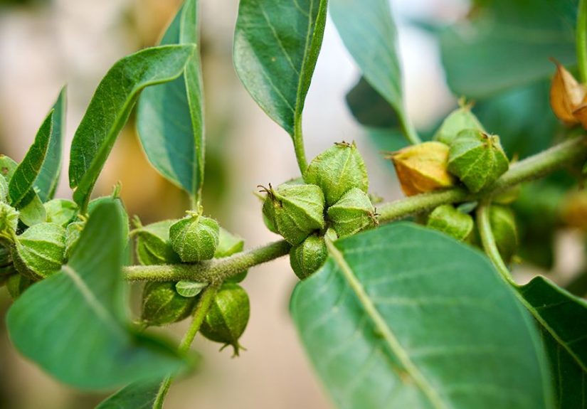 Ashwagandha Dosage: How Much to Take per Day