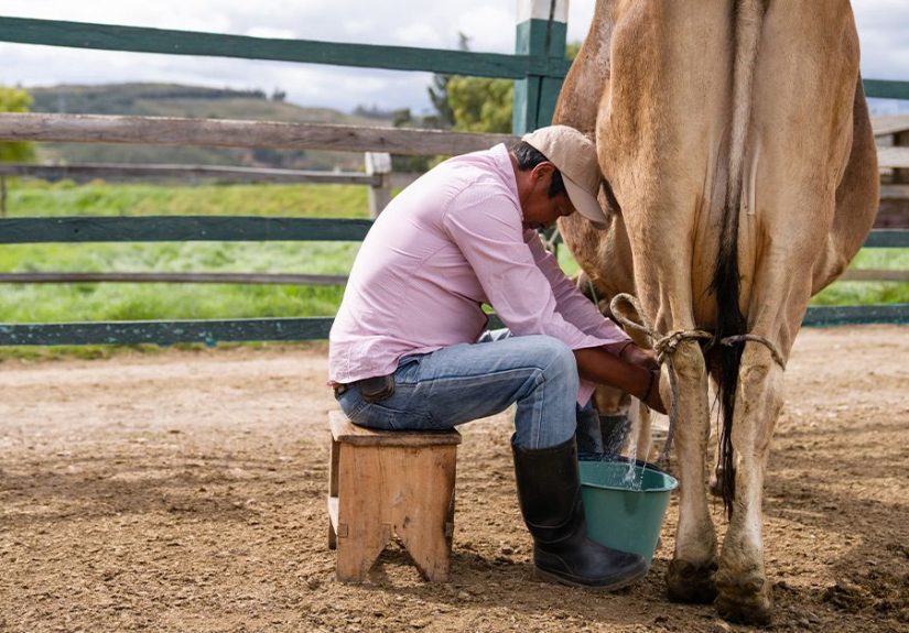 Bird Flu Detected in Raw Milk: Is It Safe To Drink?