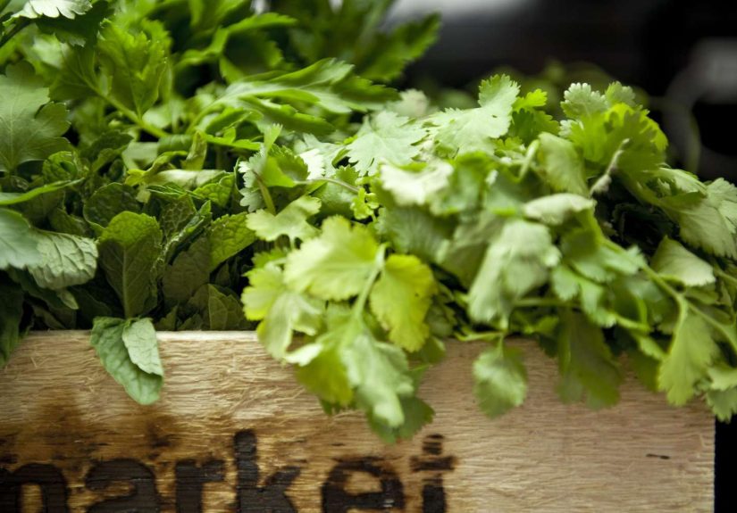 Cilantro Salt Recipe for Preserving Fresh Cilantro