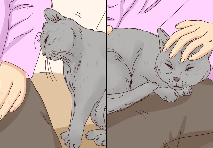 How to Get Your Cat to Stop Meowing: Expert-Approved Fixes