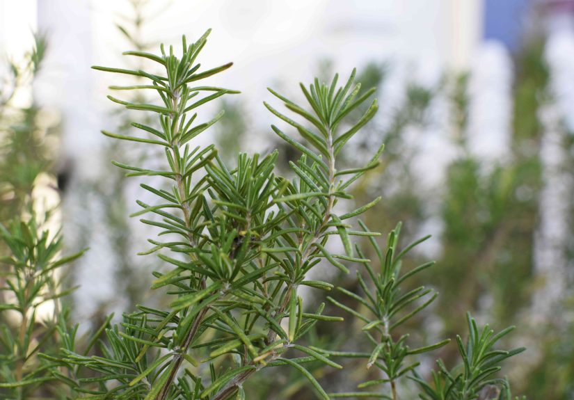 How to Grow and Care for Rosemary