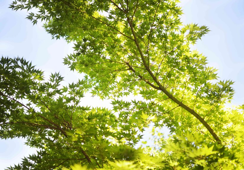 How to Grow Coral Bark Maple ('Sango Kaku' Maple)