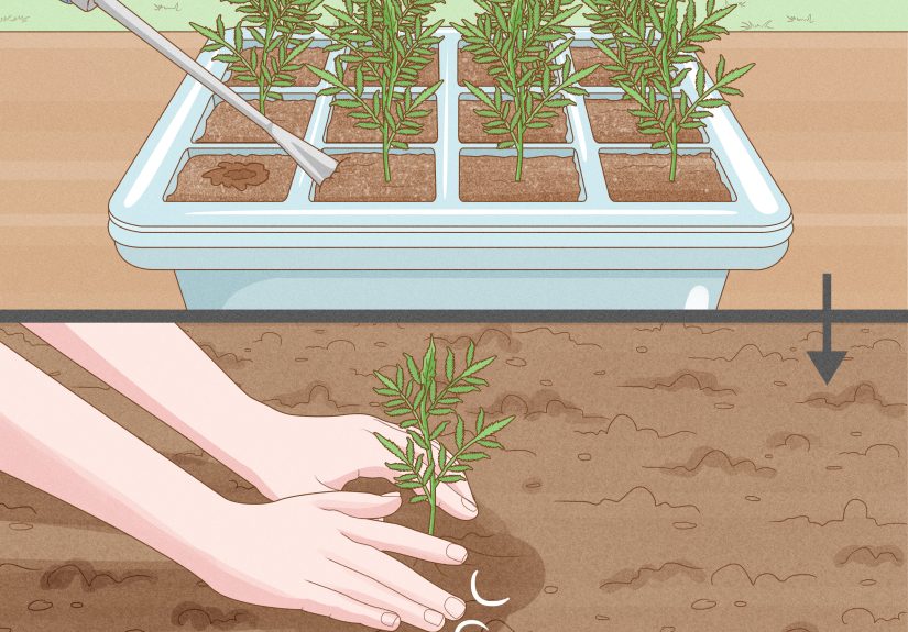 How to Grow Flowers from Seed
