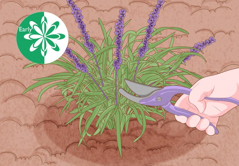 How to Grow Monkey Grass from Seed: 13 Steps
