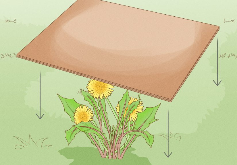 How to Kill Dandelions: Organic, Chemical-Free Solutions