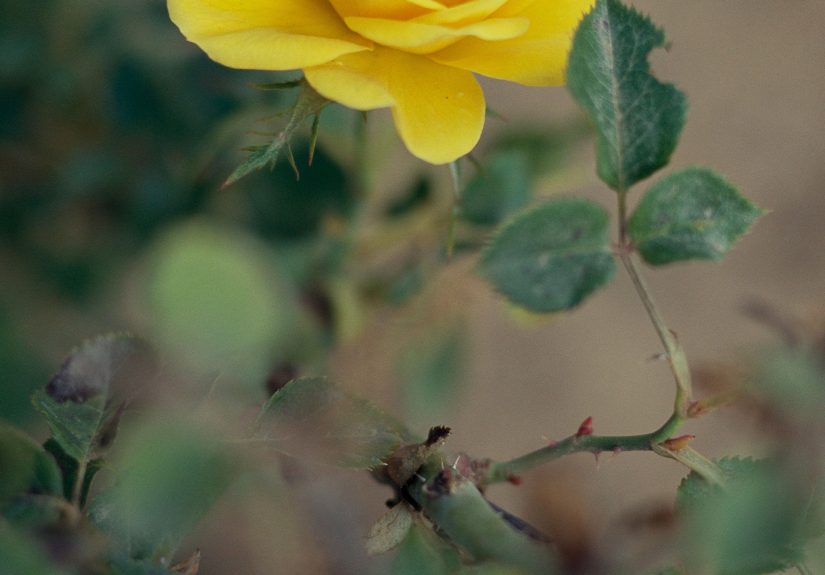 How to Plant and Grow Miniature Roses