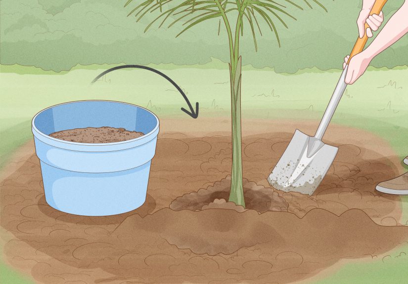 How to Plant Date Seeds: A Complete Guide