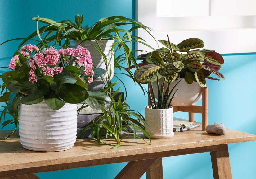 How to Repot a Plant for More Indoor Greenery