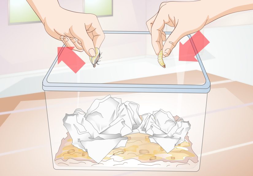 How to Start a Wax Worm Farm: Easy Instructions