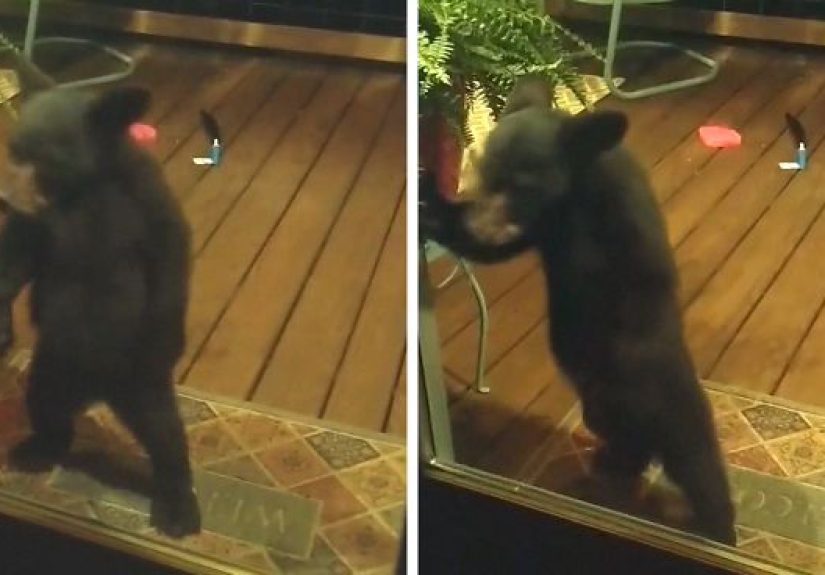 Mama Bear Scolds Her Cub For Peeking Into This Woman’s Window And The Video Goes Viral