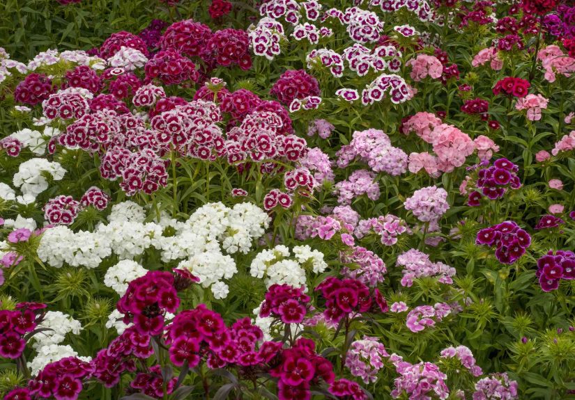 Perennial Dianthus: Plant Care & Growing Guide