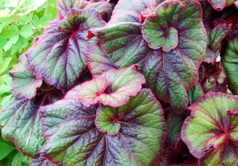 Rex Begonia Care Tips for Beautiful Plants