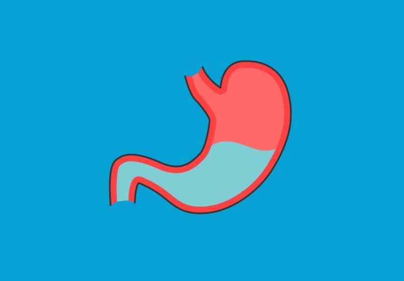 Small Intestine Function, Anatomy & Diagram