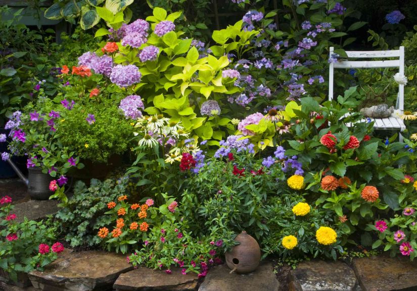 Still Feeding Your Annuals? Here’s Why Fertilizing Too Late Backfires