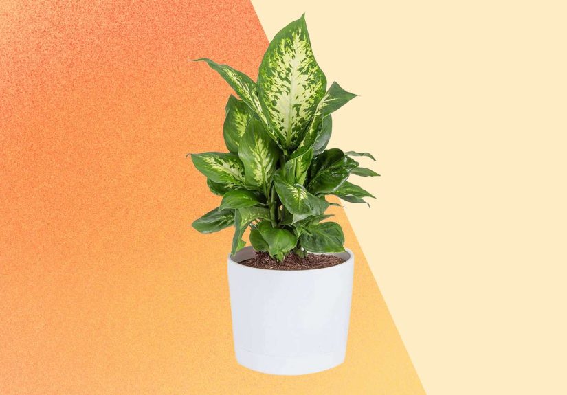 The 11 Best Places to Buy Plants Online