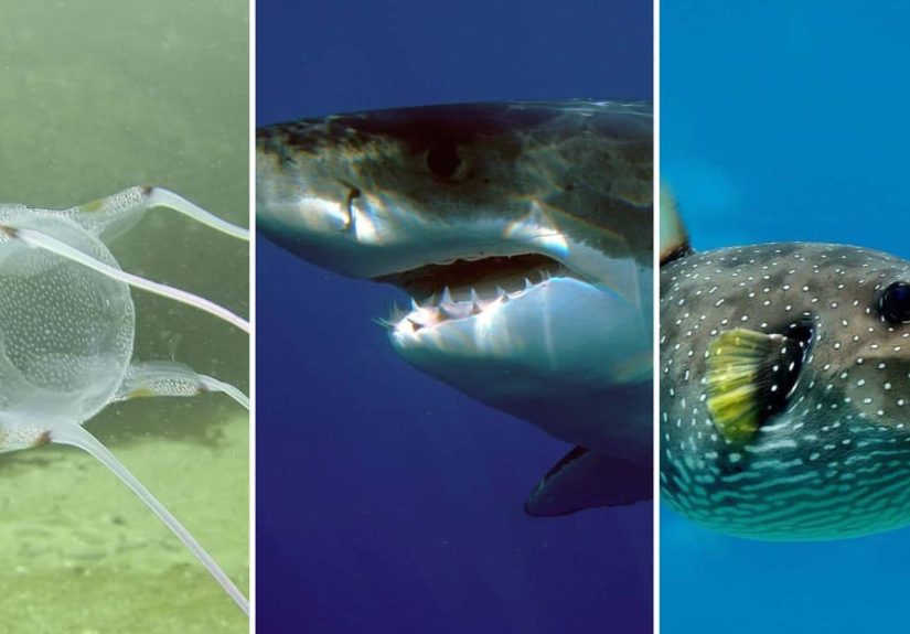 The 14 Most Dangerous Sea Animals, Ranked