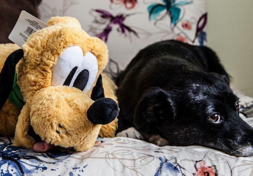 The Best Disney Dog Names, Ranked by Dog Lovers