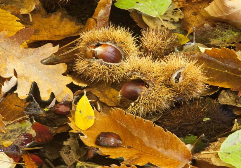 The History of the Chestnut Tree Spans History of the World