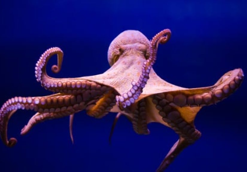 Top 10 Bizarre Animal Hearts