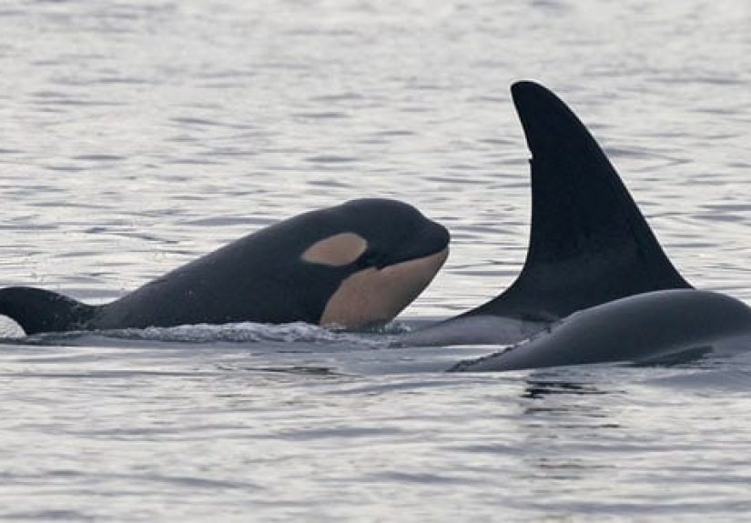Top 10 Killer Facts About Orcas