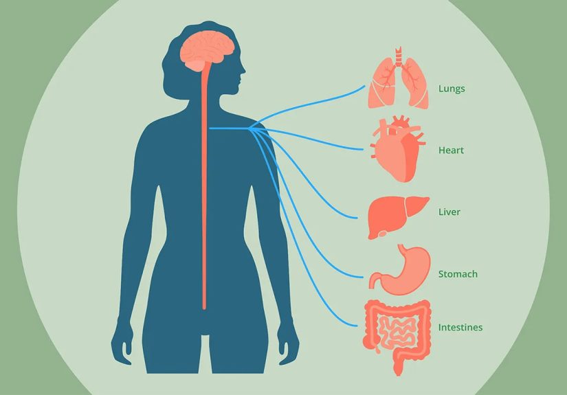 Vagus Nerve: What It Is, Function, Location, and More