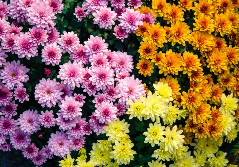 Why Deadheading Mums Can Keep Them Blooming Until Thanksgiving