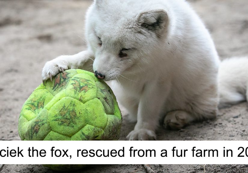 You Can Help End The Suffering Of Millions Of Animals In The European Union By Signing This Petition