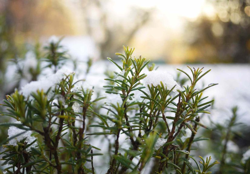 15 Hardy Plants You Don’t Have to Prune This Winter