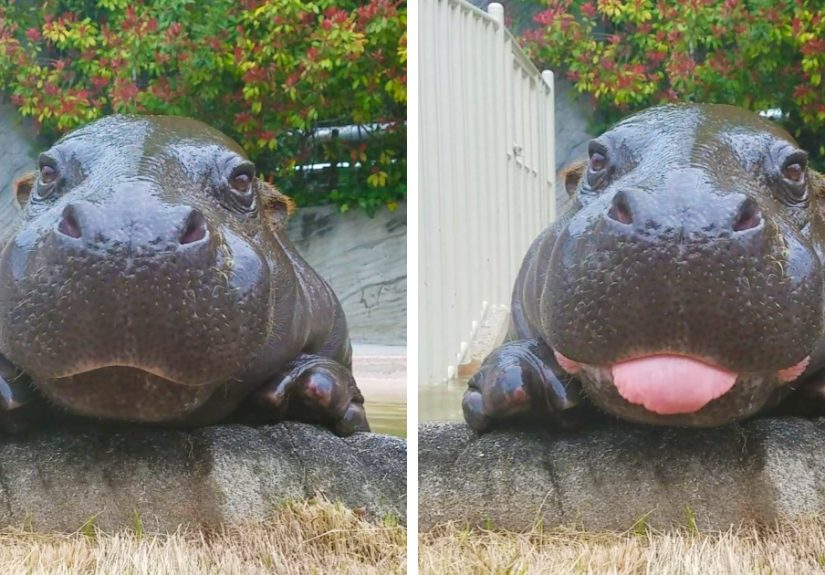 175 Of The Most Adorable Animal Mlems Ever