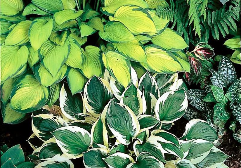 26 of the Best Hostas for Shade Gardens