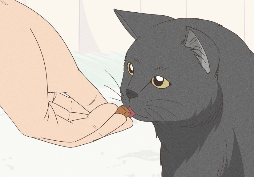 3 Ways to Calm an Aggressive Cat