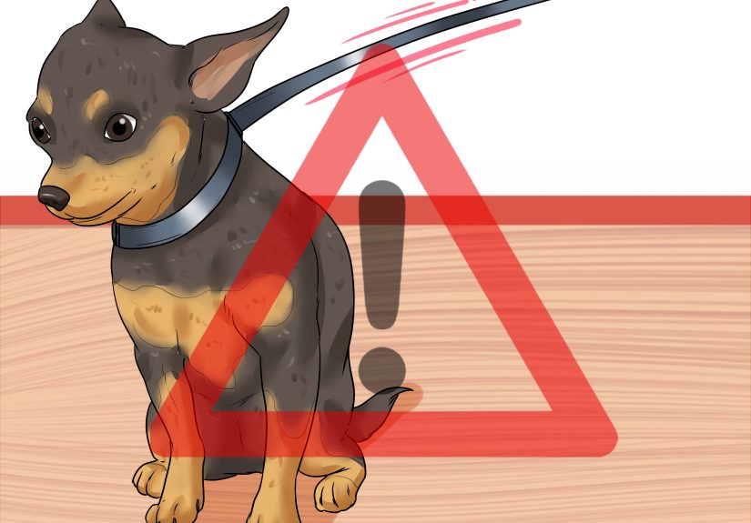 3 Ways to Diagnose a Collapsing Trachea in Chihuahuas