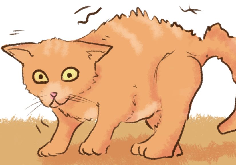 3 Ways to Stop a Kitten from Biting