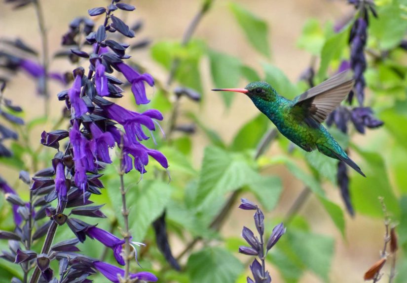 5 Plants That Are Hard to Grow From Seed