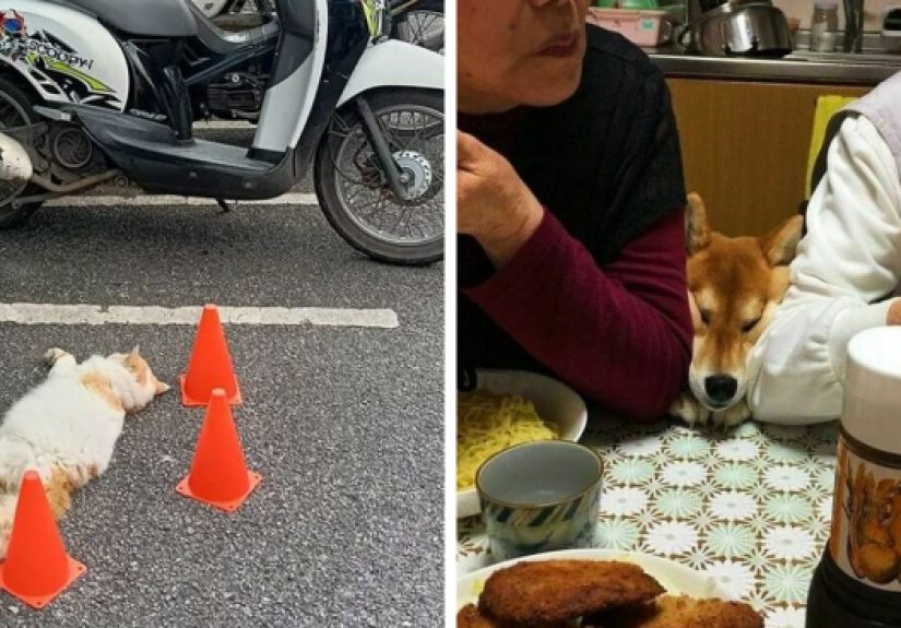 50 Wholesome And Unusual Animal Pics To Give You Some Serious Animal Therapy